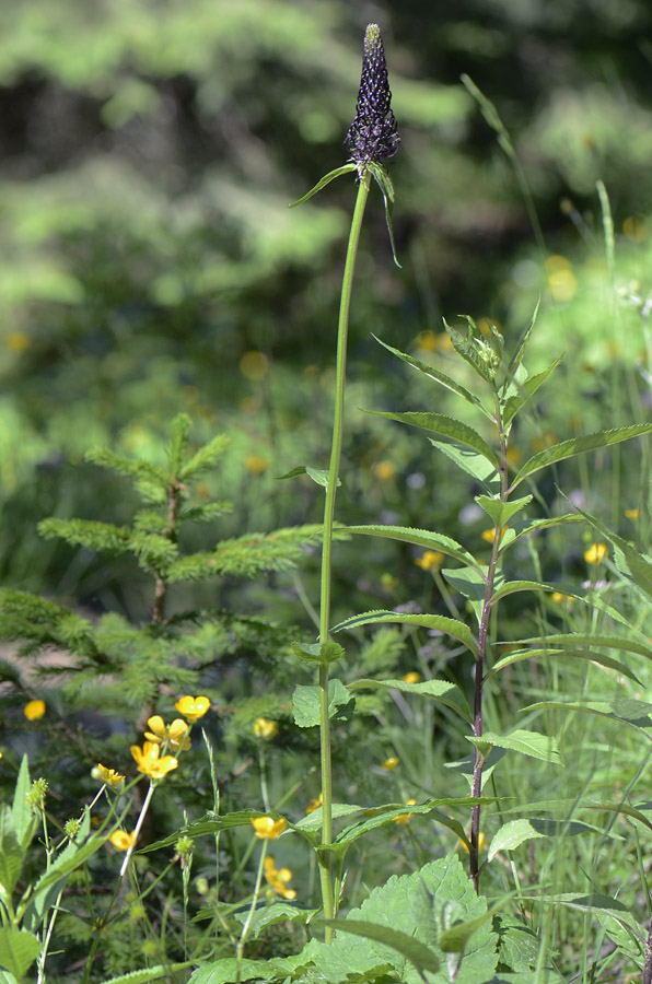 Phyteuma ovatum / Raponzolo plumbeo